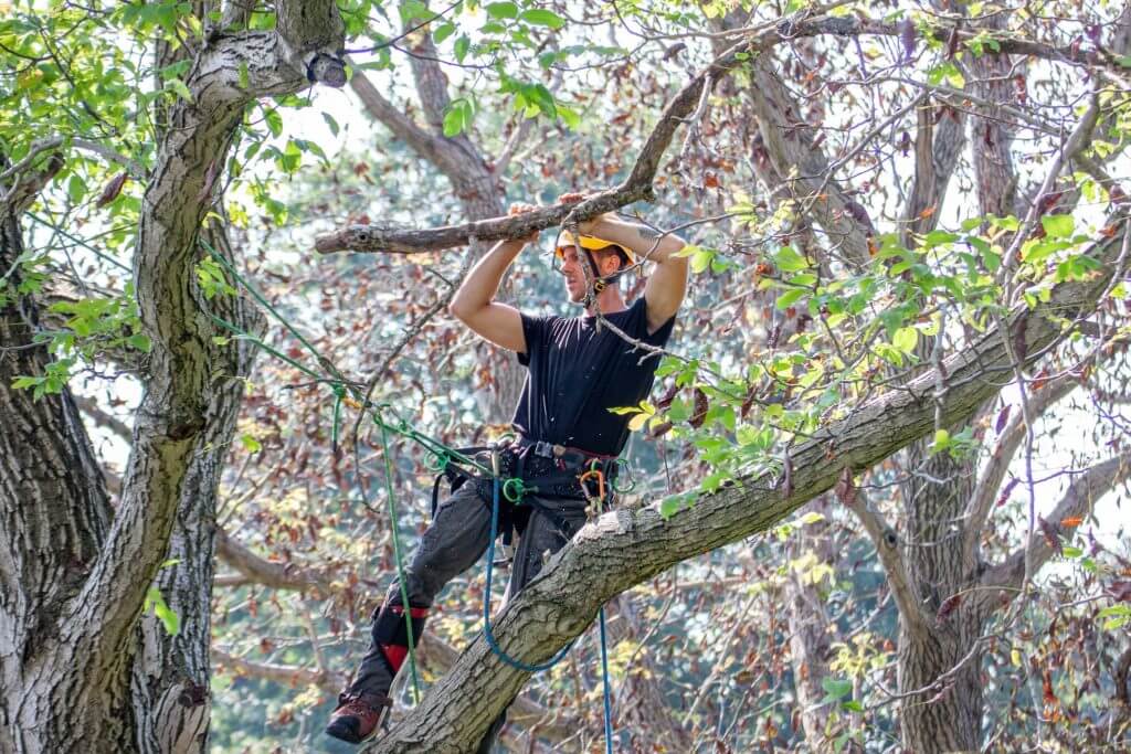 tree worker cutting down branches