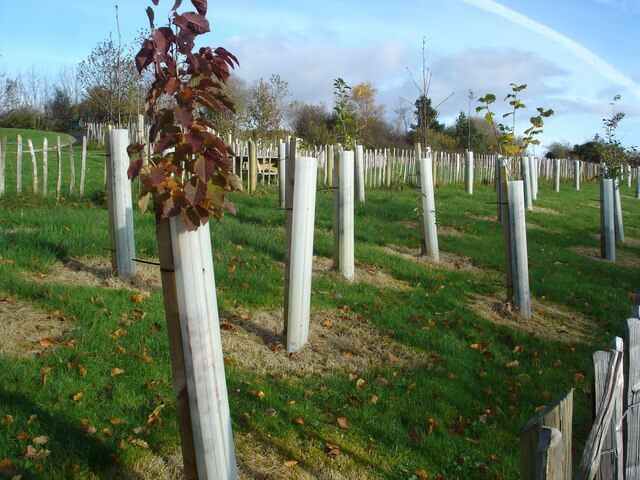 protected young trees with coverings to help them grow strong