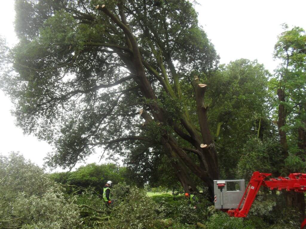 tree surgery crew using digger and large machines