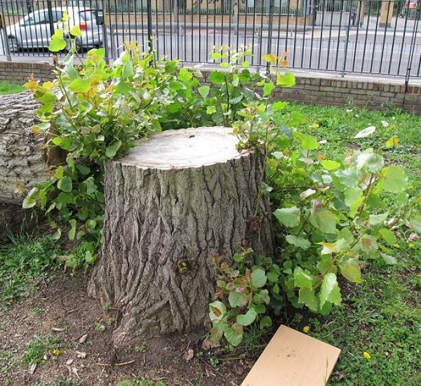 half cut tree stump sticking up in a park